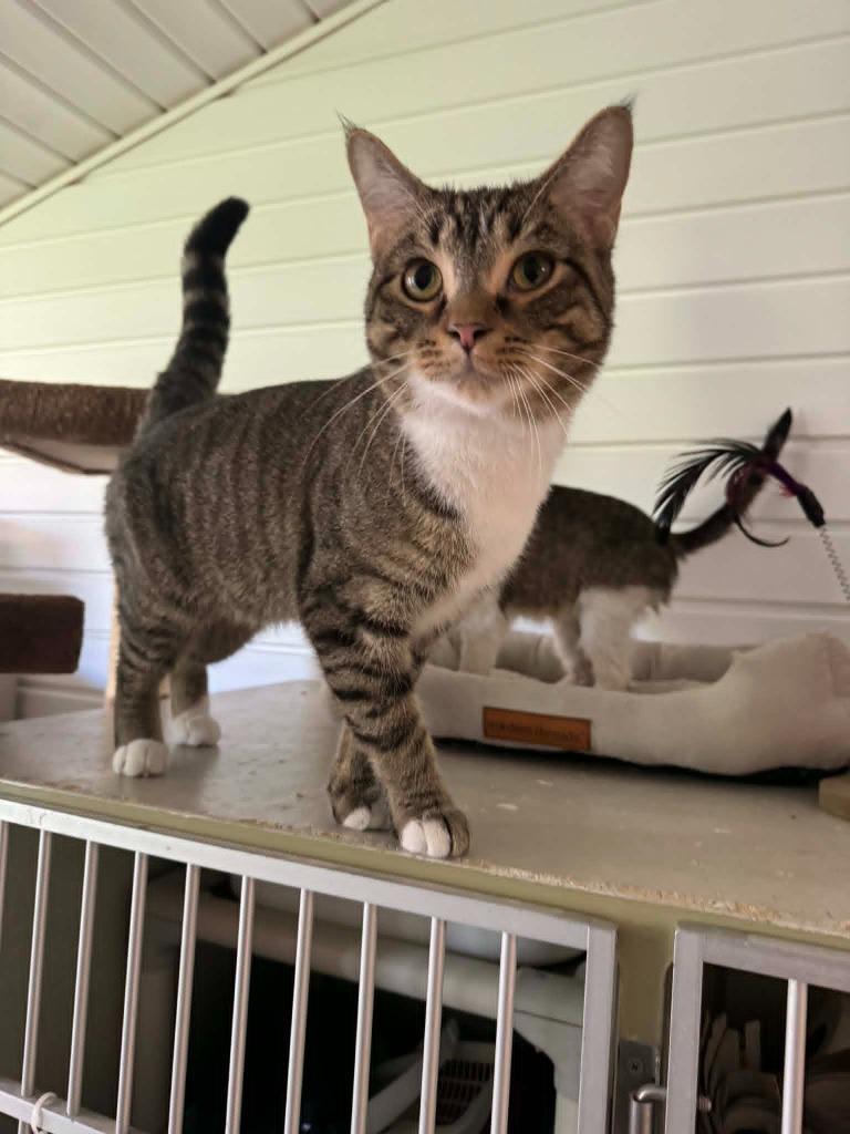 Sir Oliver, a Adoptable mixed breed in Marion, OH image 1/3