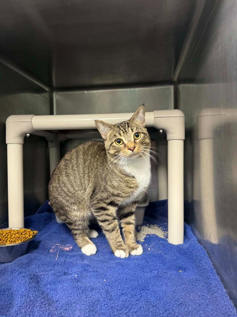 Sir Oliver, a Adoptable mixed breed in Marion, OH image 2/3