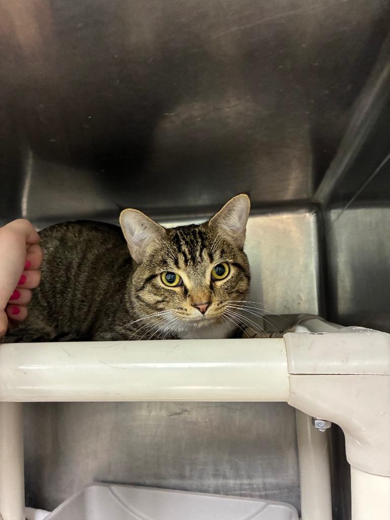 Sir Oliver, a Adoptable mixed breed in Marion, OH image 3/3