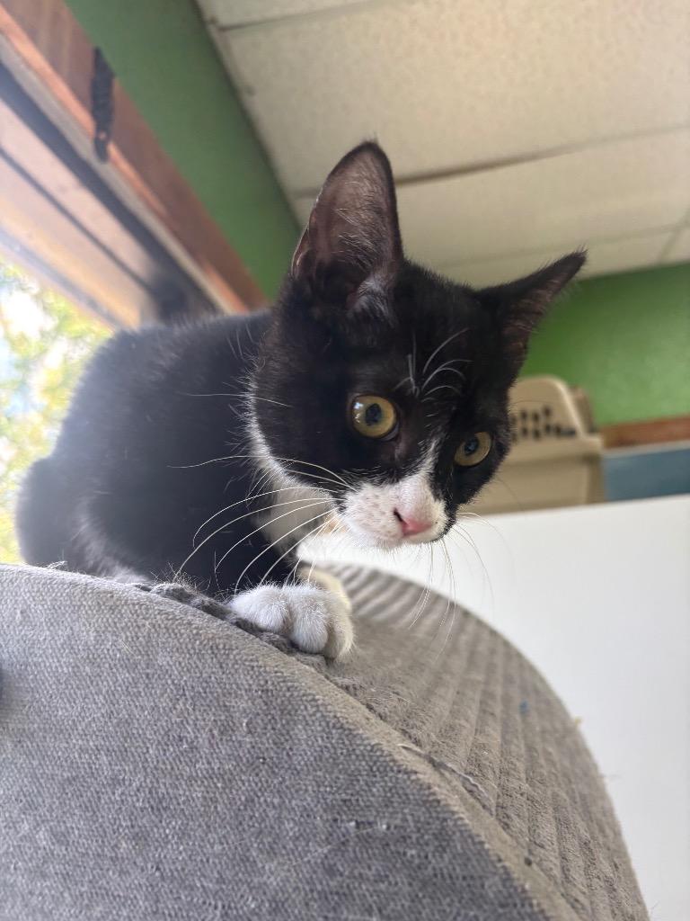 Ralph, Adoptable, Kitten Male Domestic Short Hair.