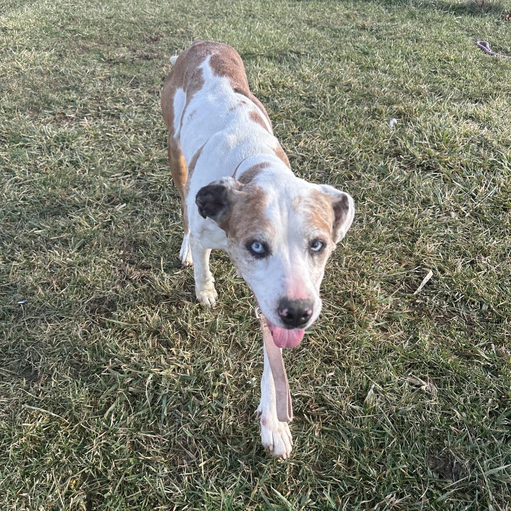 Enlarge Penny, a Adoptable mixed breed in Uniontown, PA image 4/6