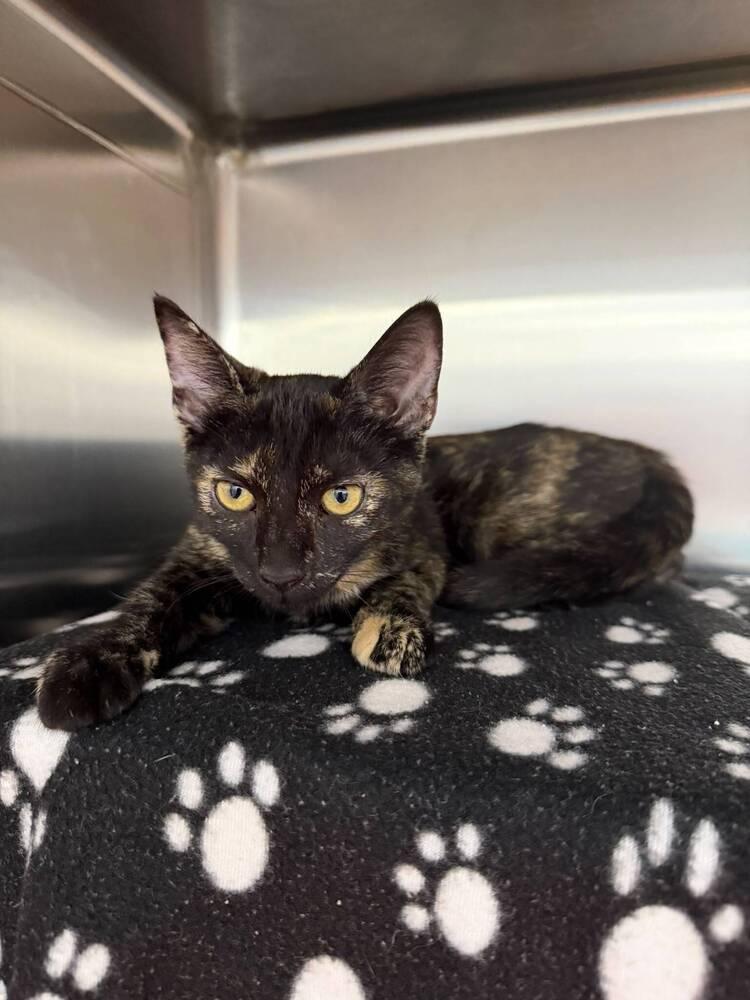 Bisque, Adoptable, Kitten Female Domestic Short Hair.