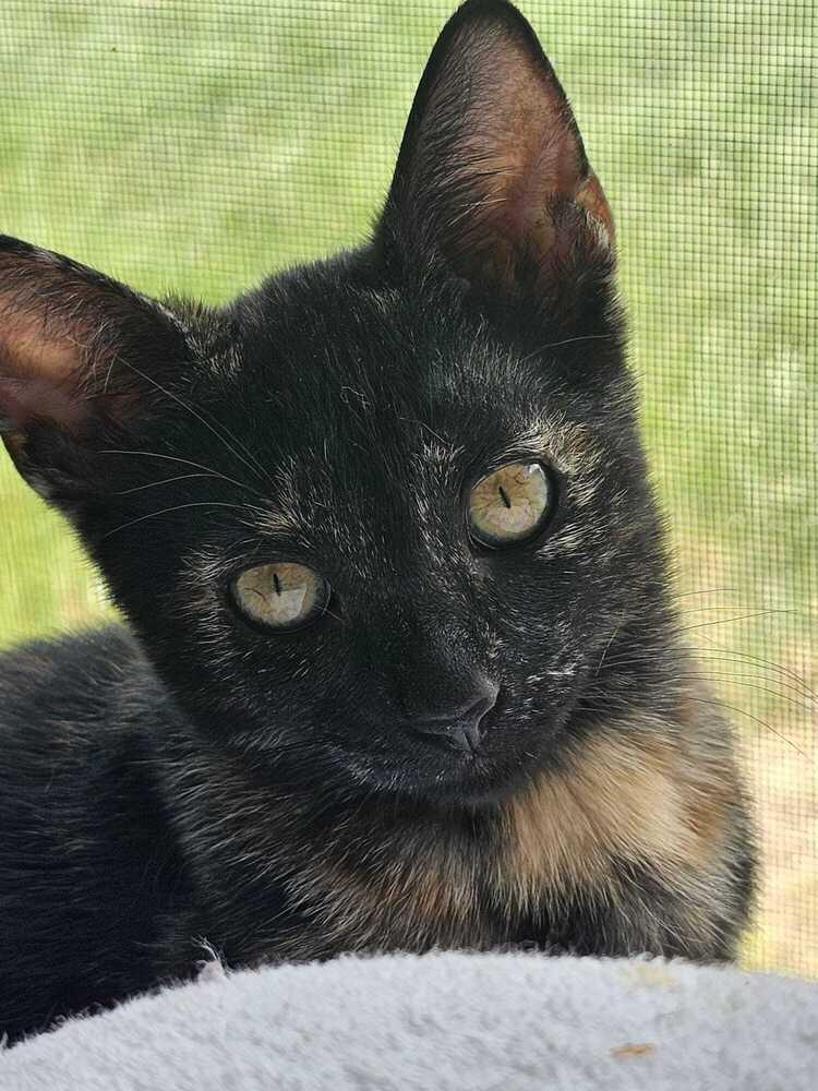 Bisque, a Adoptable Domestic Short Hair in Orlando, FL image 2/5