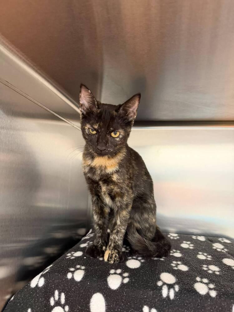 Bisque, a Adoptable Domestic Short Hair in Orlando, FL image 3/5