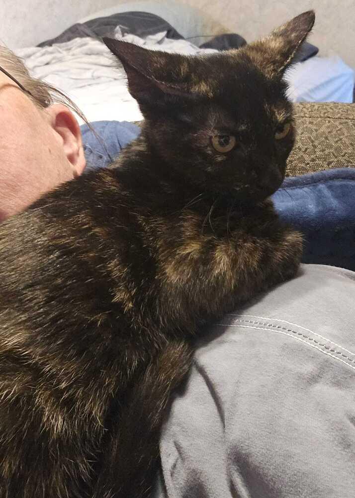 Bisque, a Adoptable Domestic Short Hair in Orlando, FL image 4/5