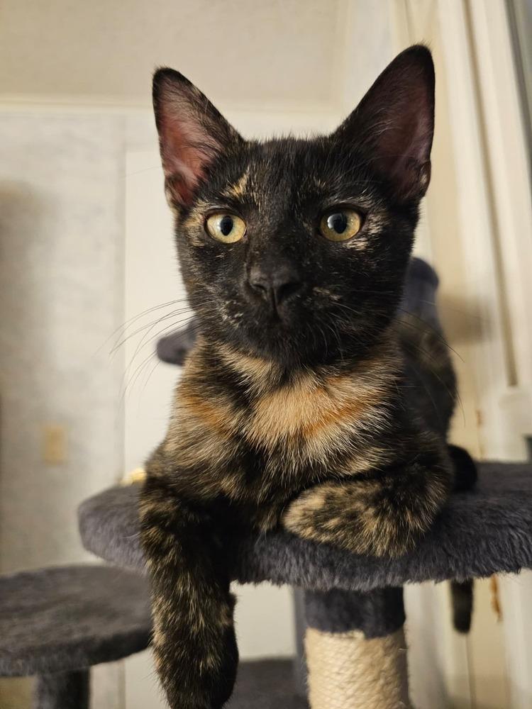 Bisque, a Adoptable Domestic Short Hair in Orlando, FL image 5/5