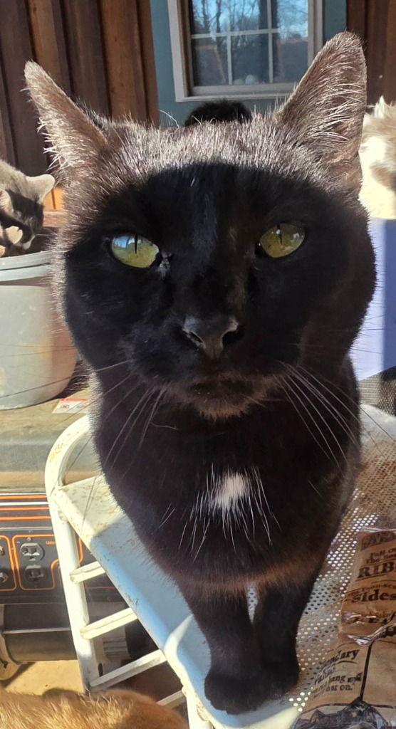 Enlarge Terri, a Adoptable Domestic Short Hair in Cromwell, KY image 1/1
