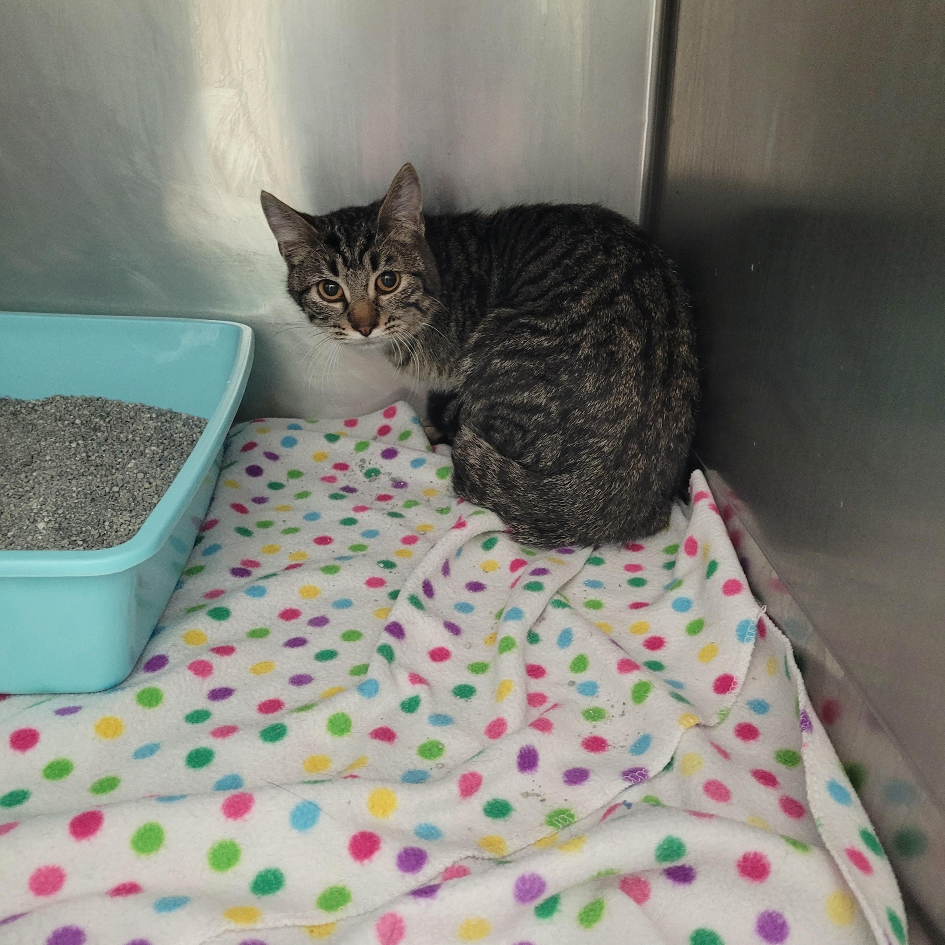 Magoo, ADOPTABLE, Young Male Tabby.