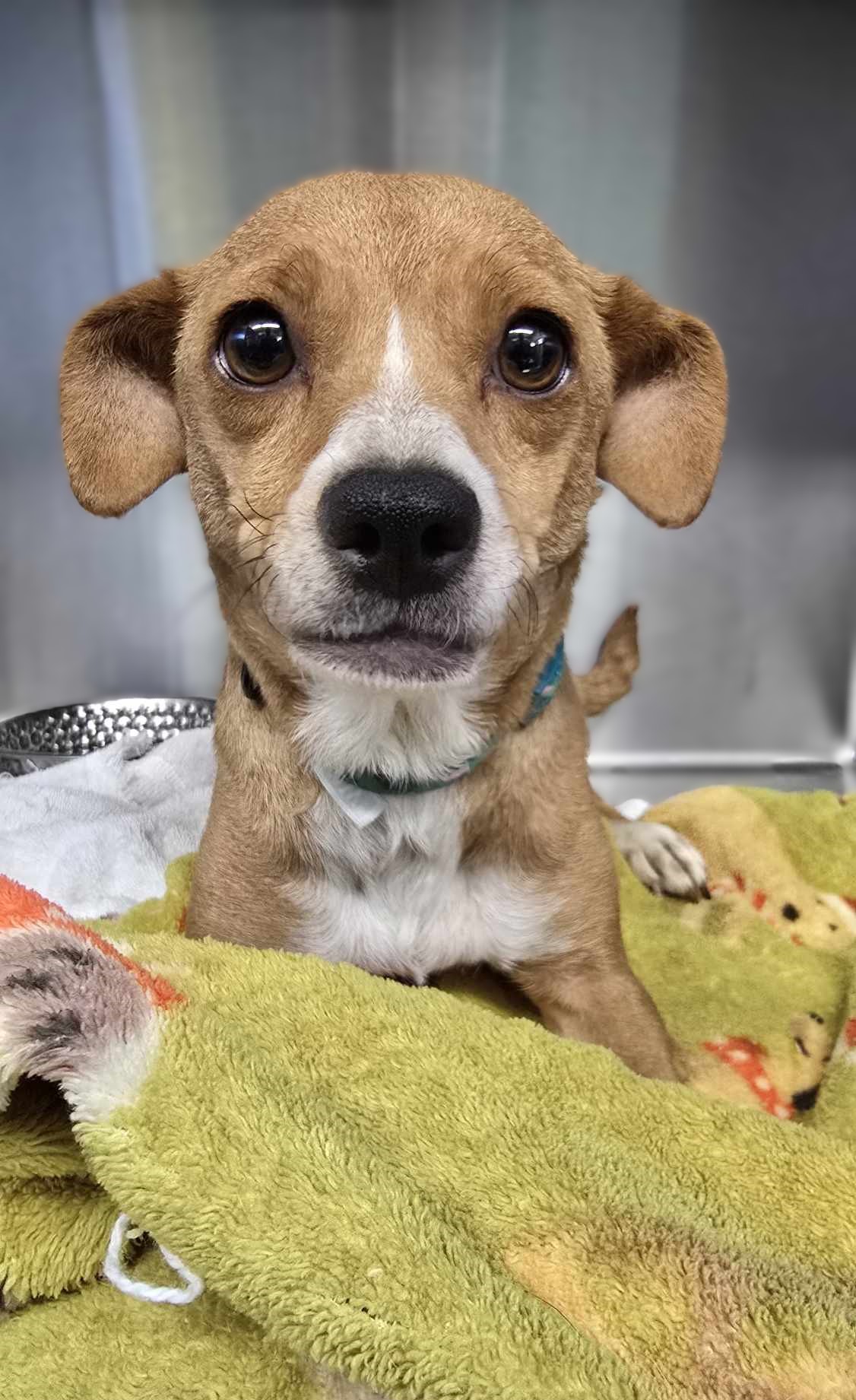 Dog for adoption Wicked Woods, a Chihuahua Mix in Othello, WA Petfinder