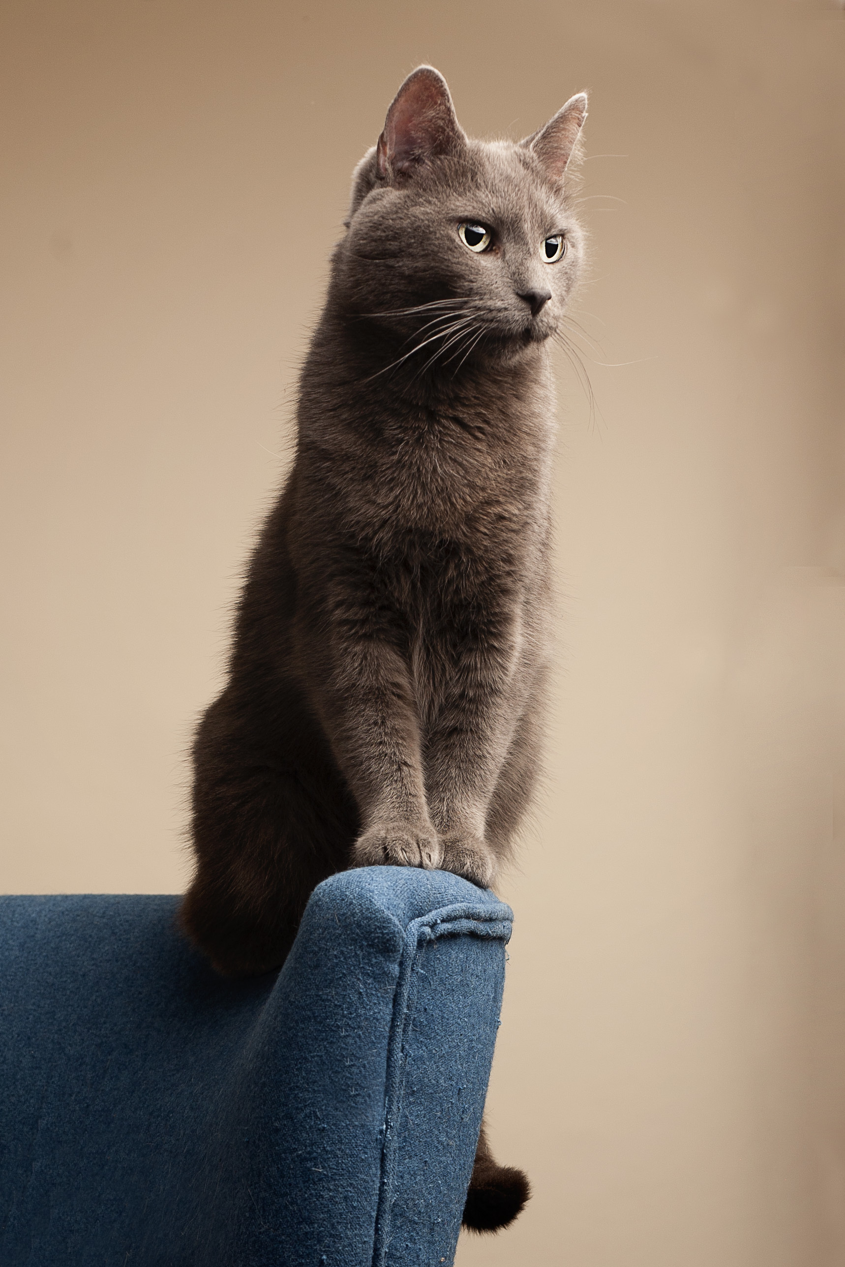 Dean, a Adoptable Domestic Short Hair in Springfield, IL image 1/12