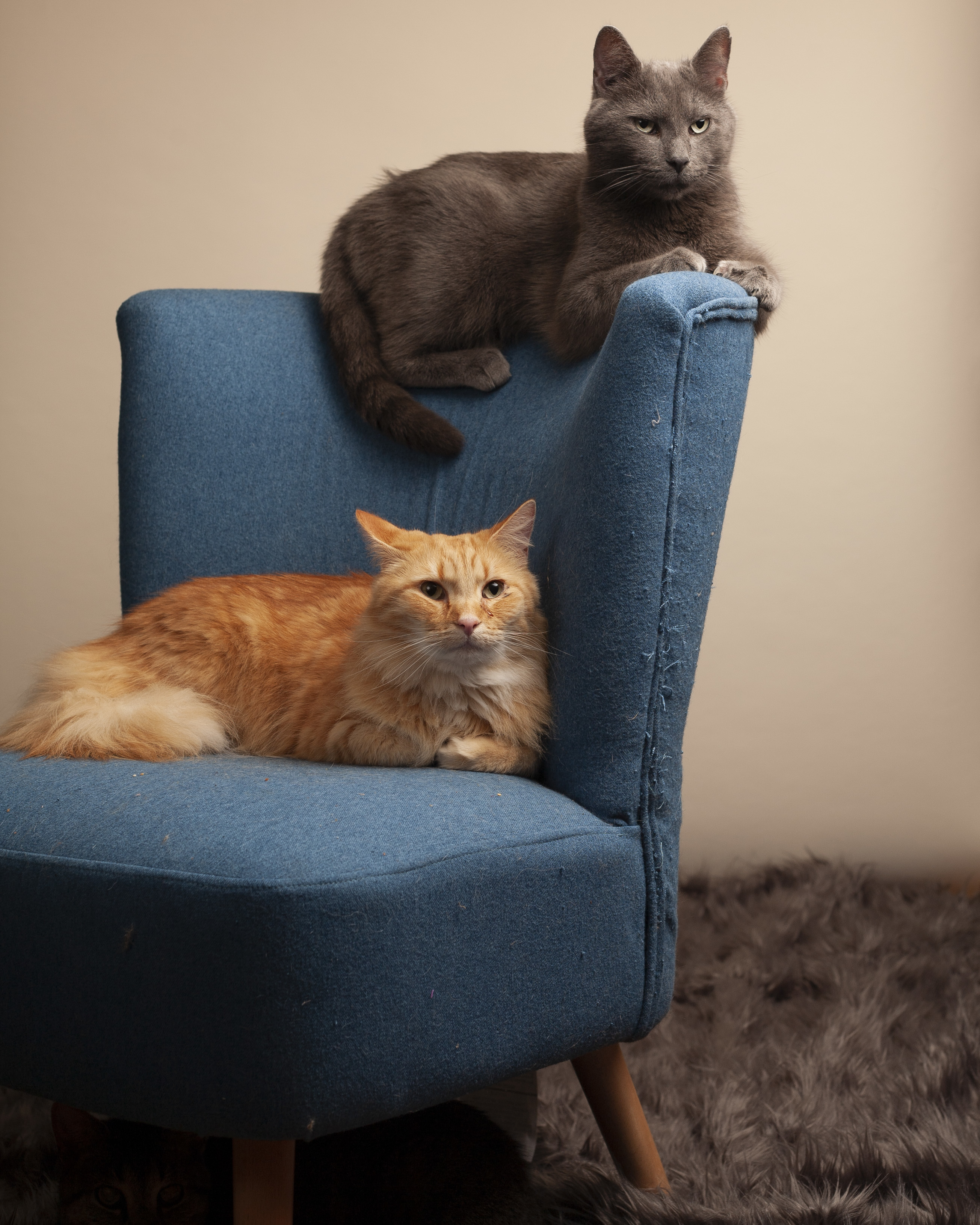 Dean, a Adoptable Domestic Short Hair in Springfield, IL image 2/12