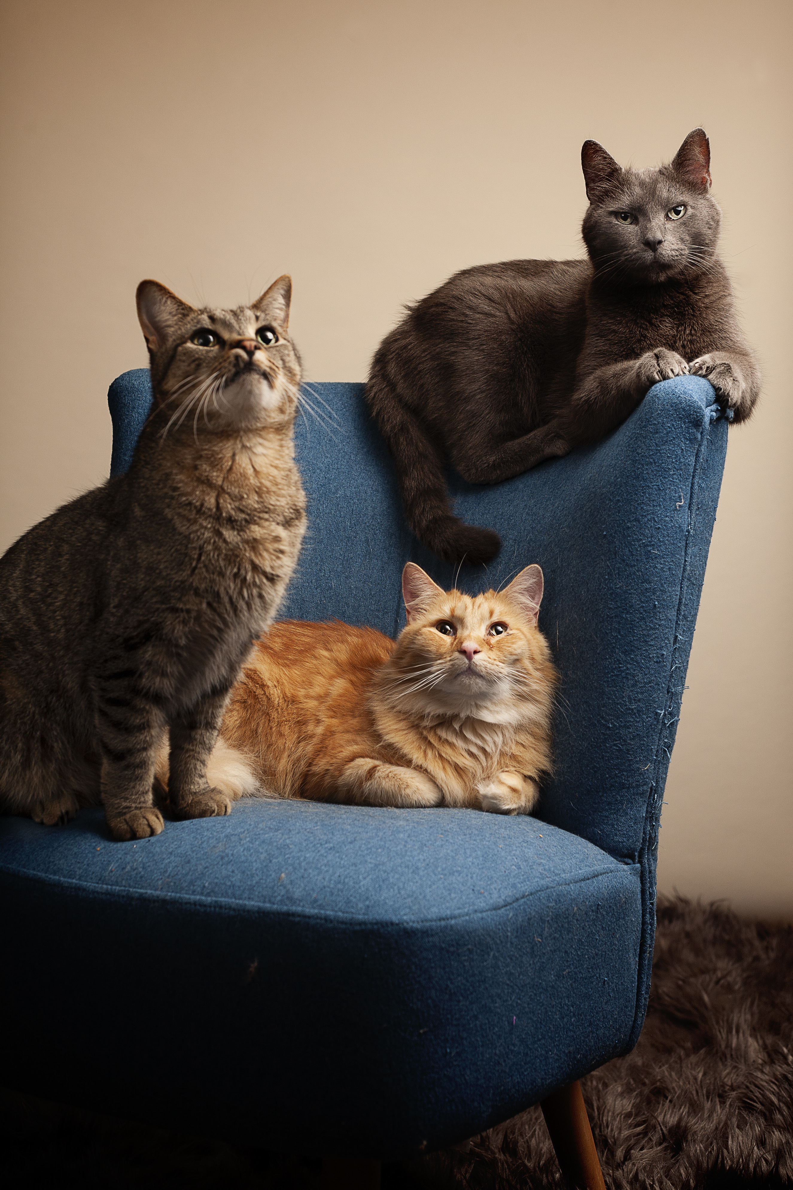 Dean, a Adoptable Domestic Short Hair in Springfield, IL image 3/12