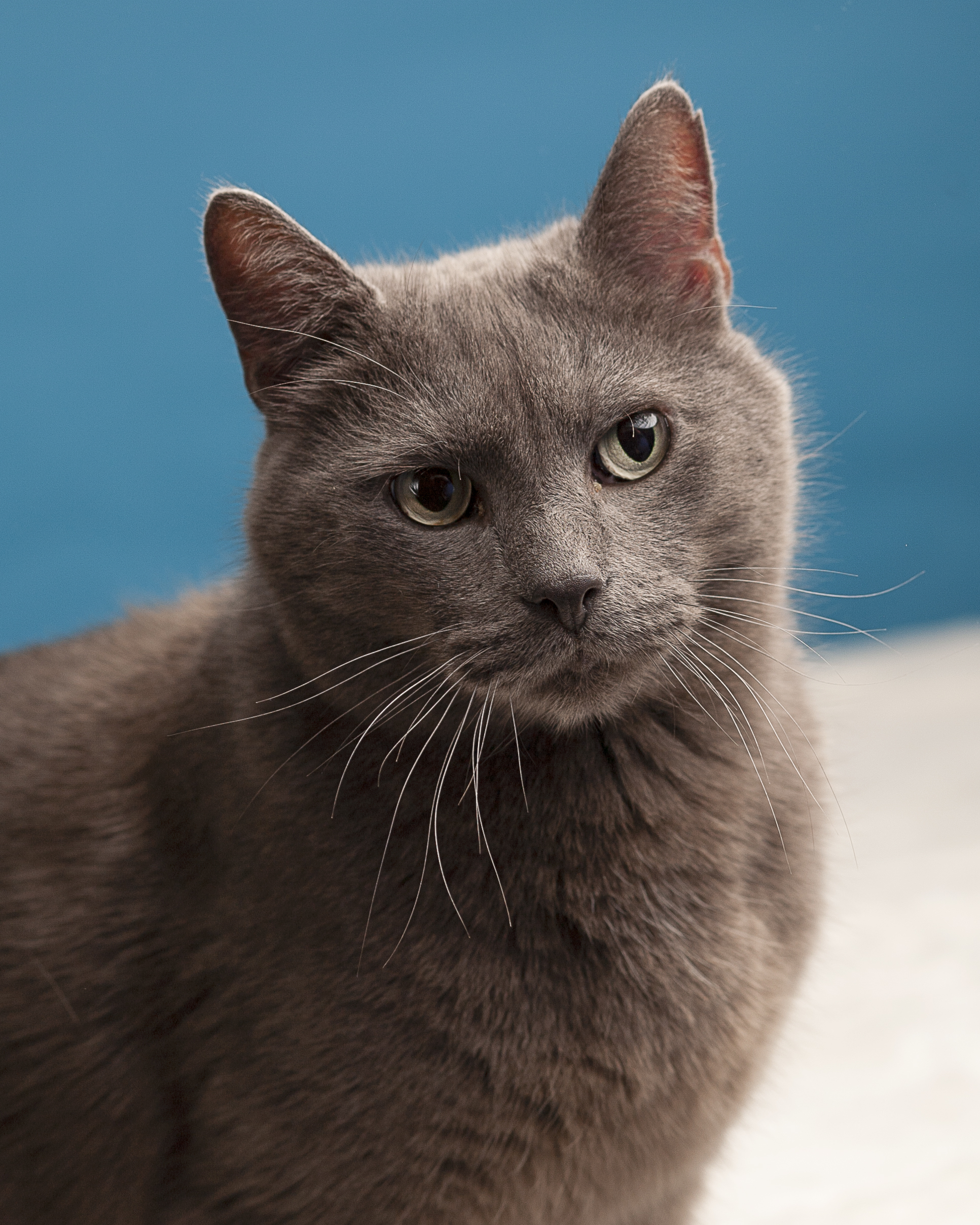 Dean, a Adoptable Domestic Short Hair in Springfield, IL image 4/12