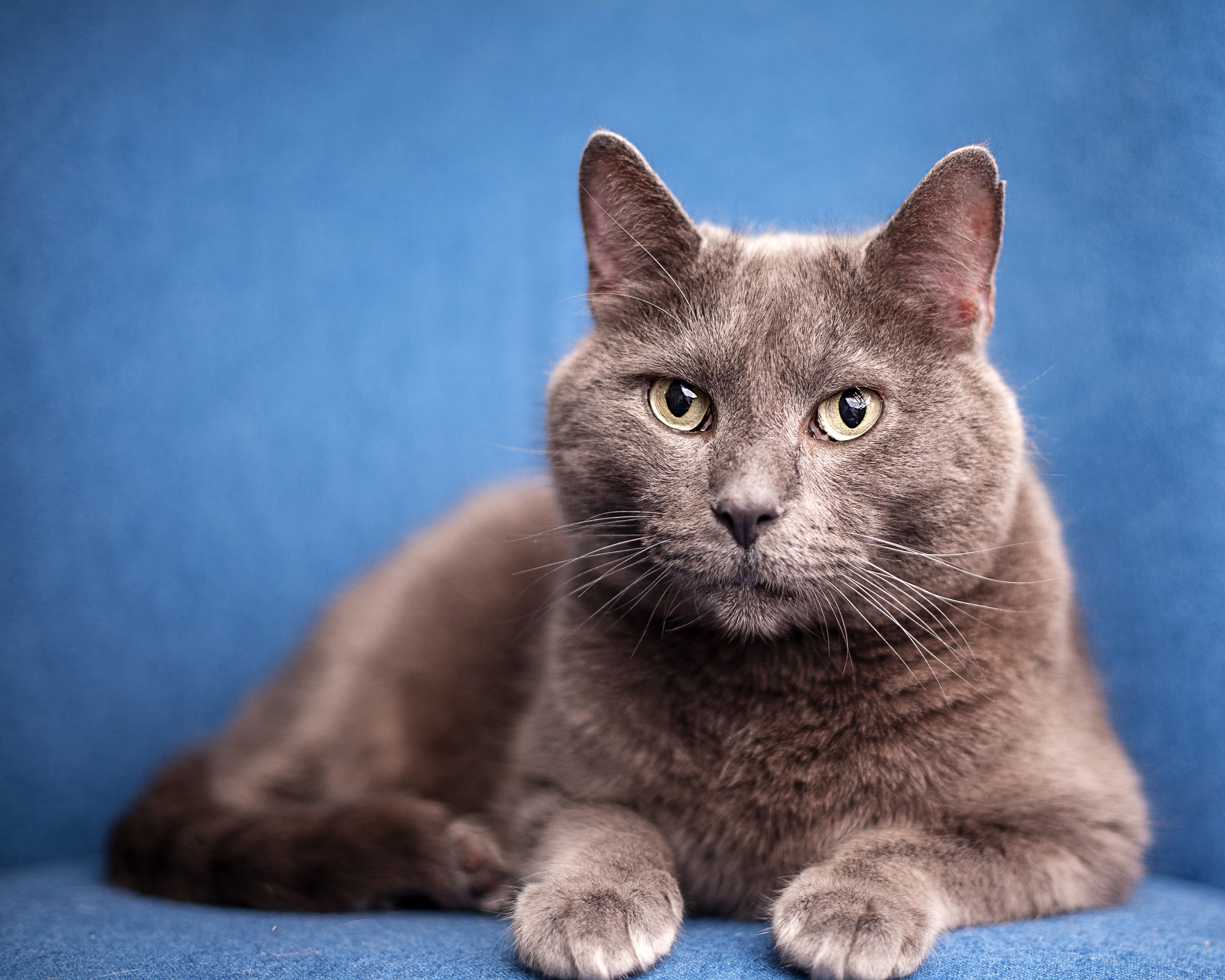 Dean, a Adoptable Domestic Short Hair in Springfield, IL image 6/12
