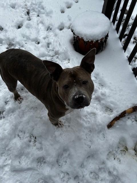 Enlarge KINGS ISLAND, a Adoptable Pit Bull Terrier in Louisville, KY image 1/1