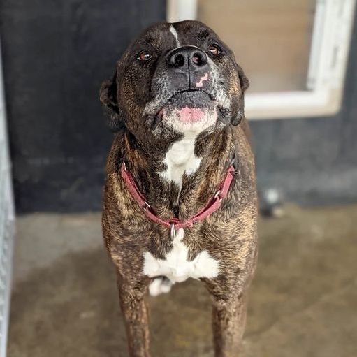 Larson, Adoptable, Senior Male Pit Bull Terrier & Mastiff.