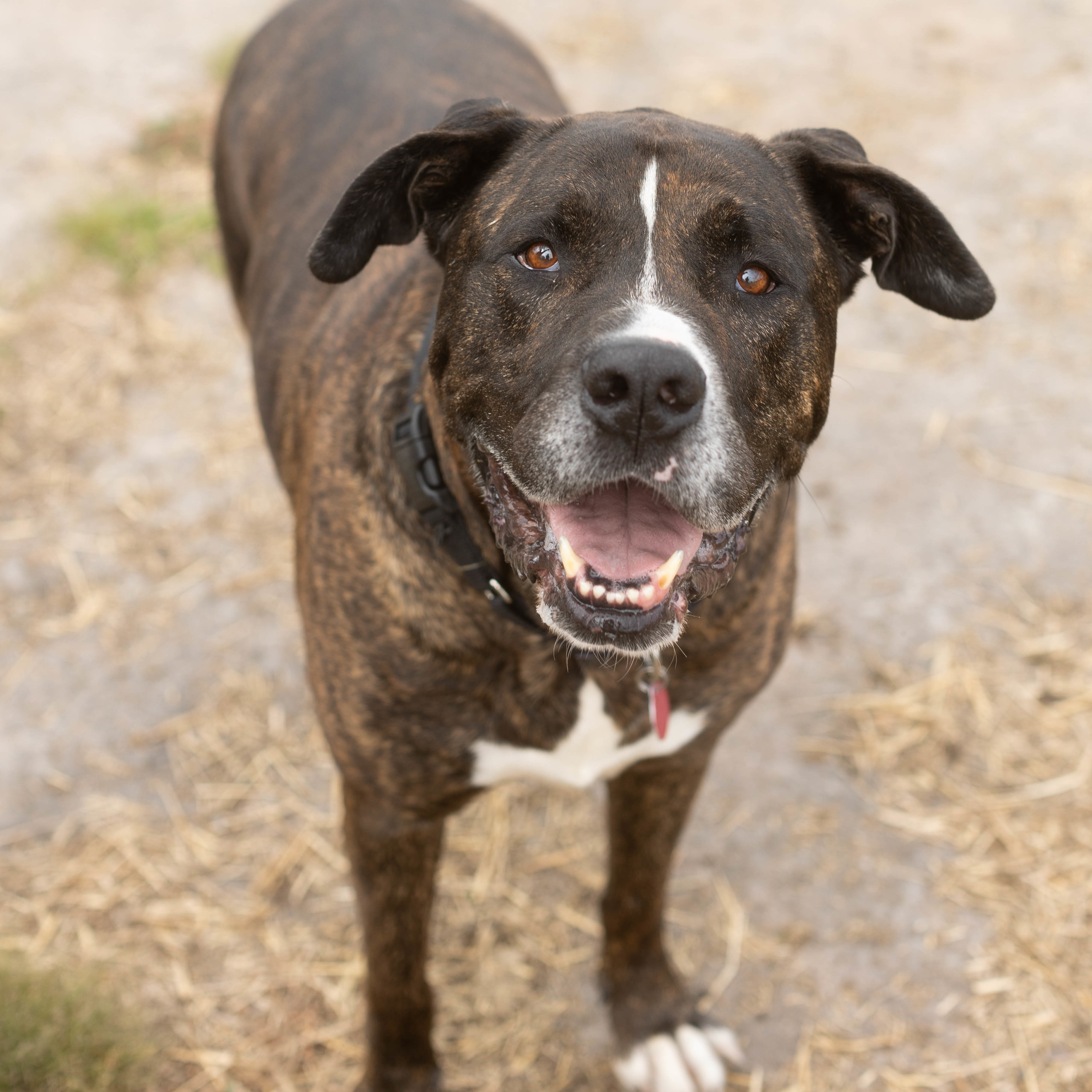 Larson, Senior Male Pit Bull Terrier