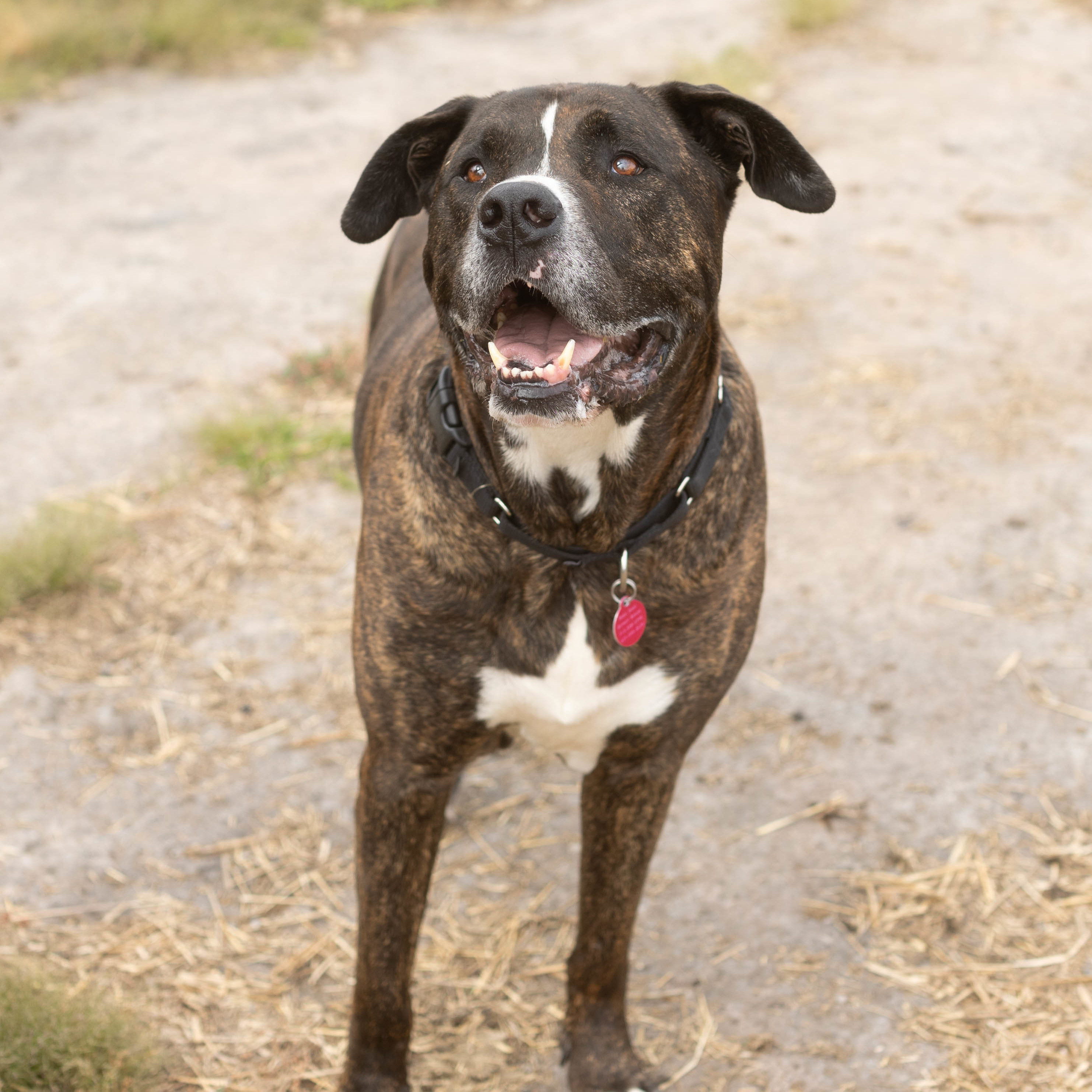 Larson, a Adoptable mixed breed in Detroit, MI image 3/9