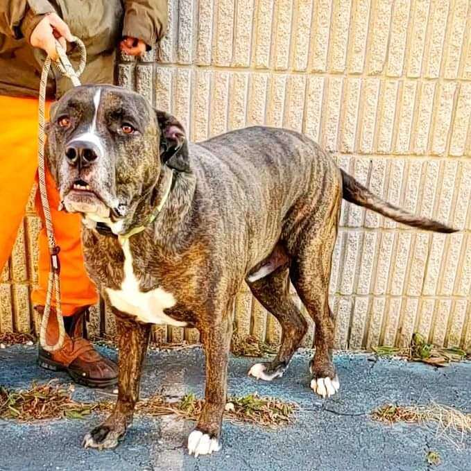 Larson, a Adoptable mixed breed in Detroit, MI image 4/9