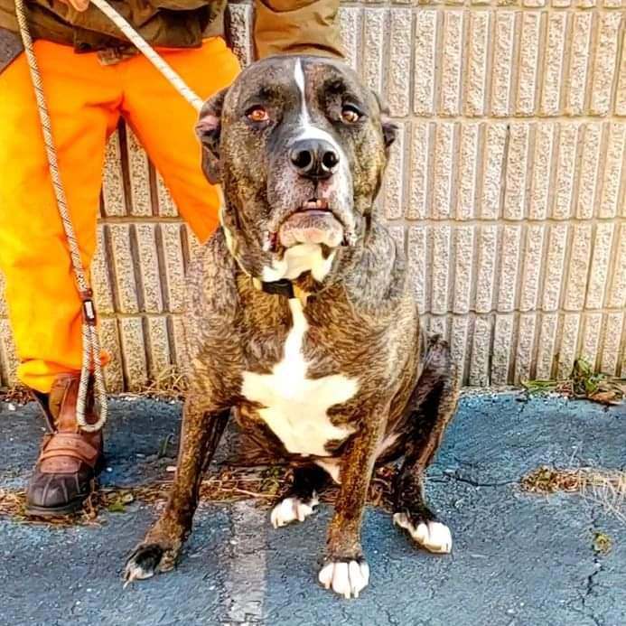 Larson, a Adoptable mixed breed in Detroit, MI image 5/9