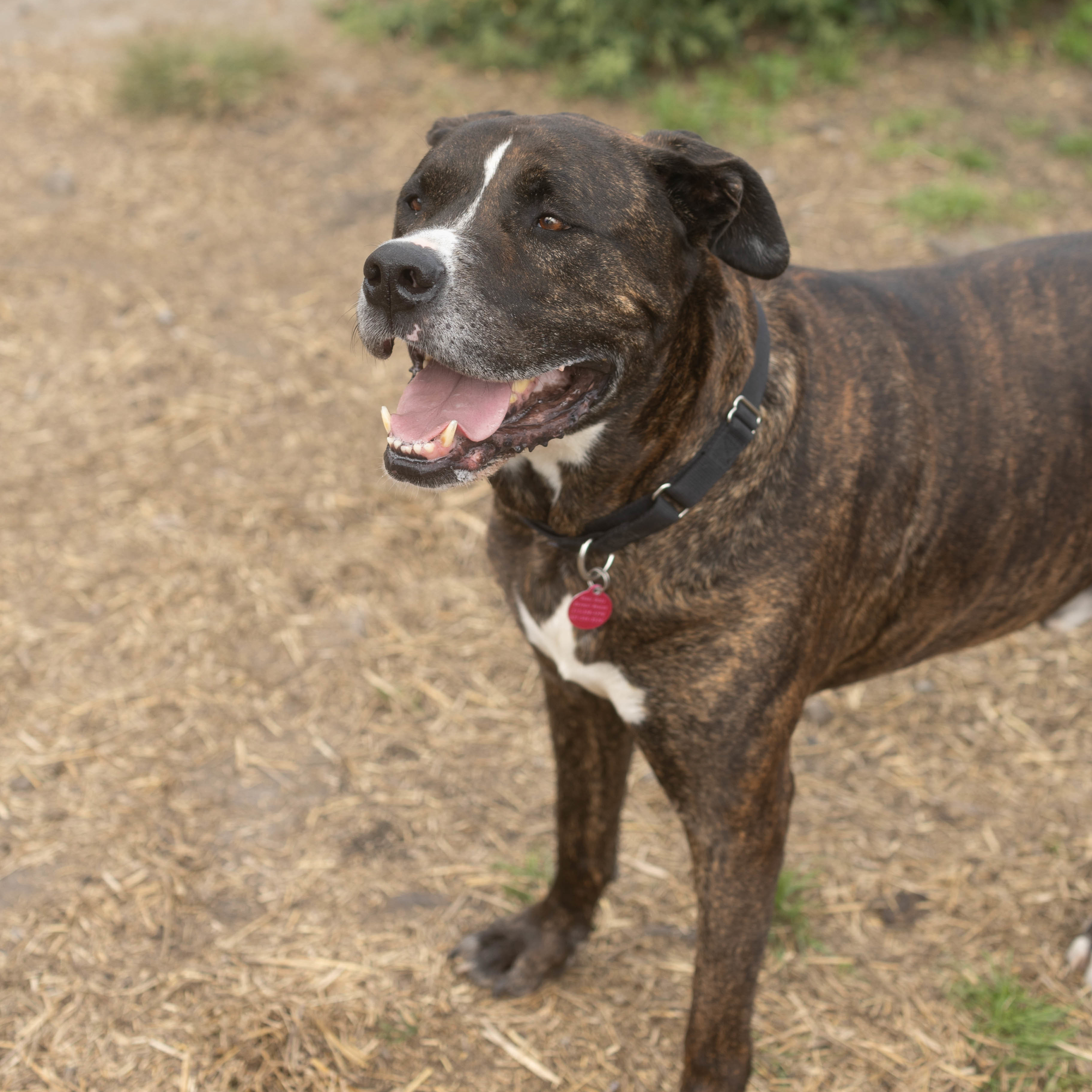 Larson, a Adoptable mixed breed in Detroit, MI image 6/9