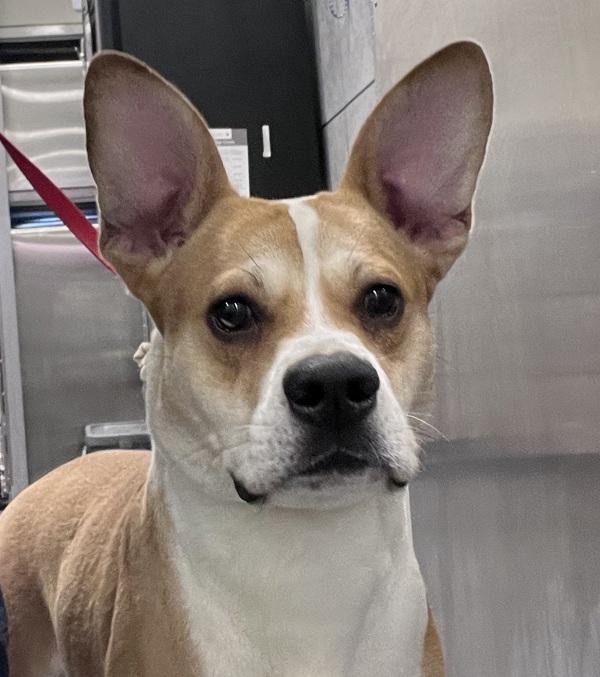 Fish, Adoptable, Young Male Cardigan Welsh Corgi & Pit Bull Terrier.