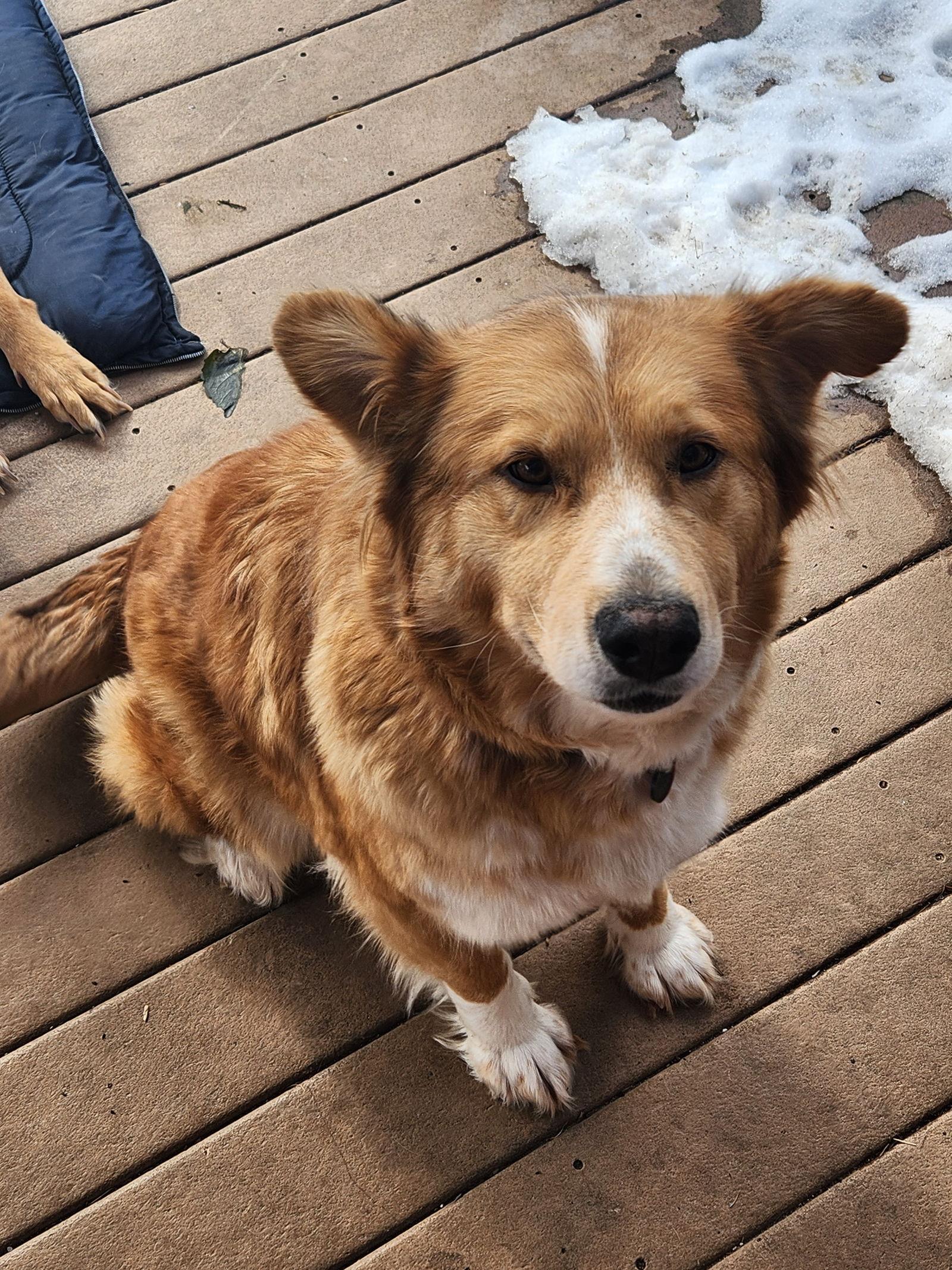 Allie, Adopted, Adult Female Golden Retriever.