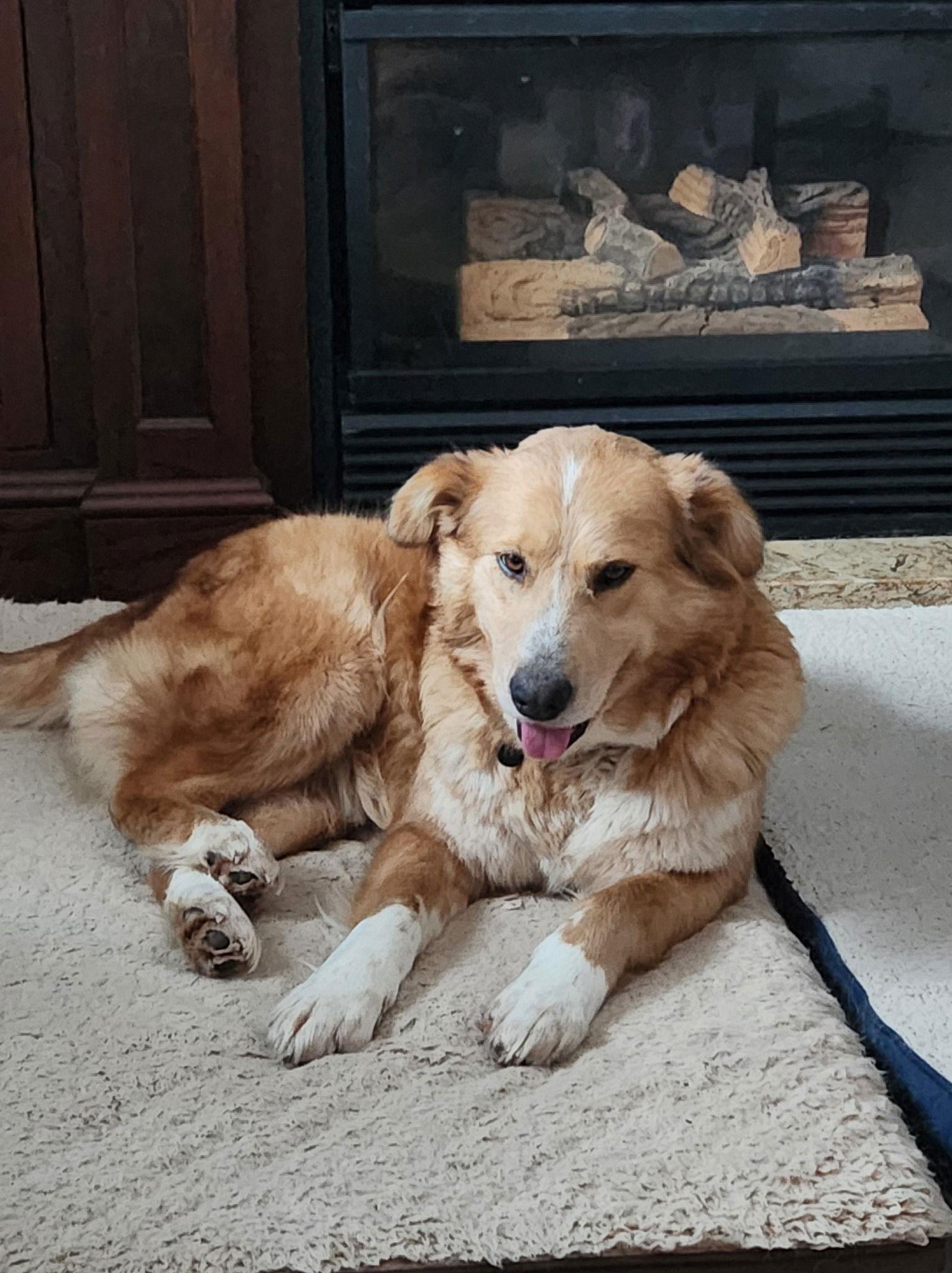 Enlarge Allie, a Adopted Golden Retriever in Etobicoke, ON image 3/3