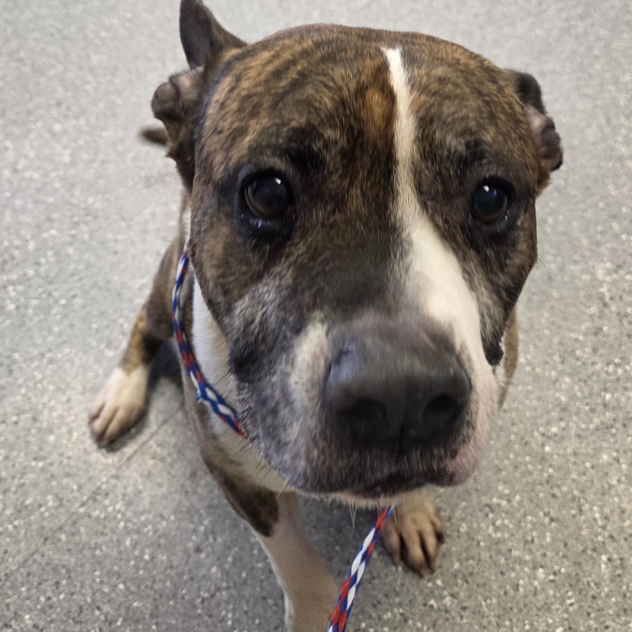 Pogo, a ADOPTABLE Pit Bull Terrier in Watertown, NY image 1/2