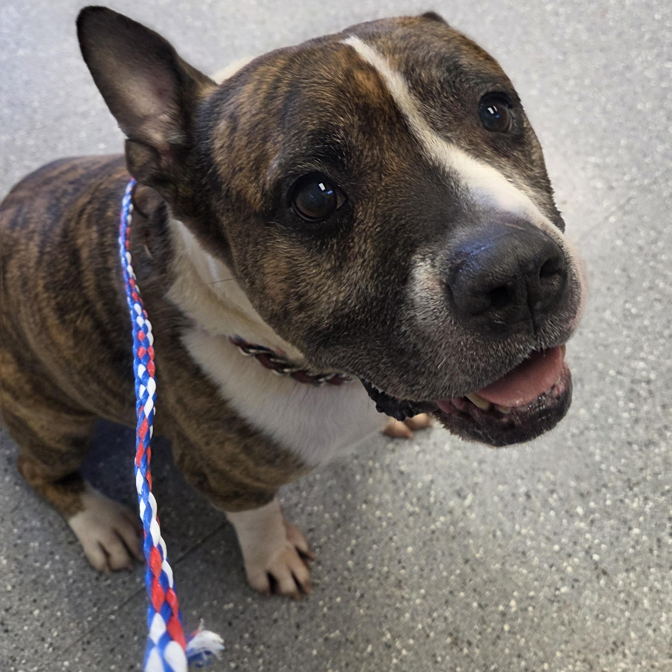 Pogo, a ADOPTABLE Pit Bull Terrier in Watertown, NY image 2/2