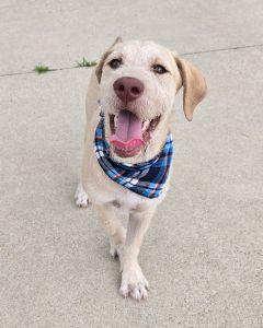 Ross, an adopted mixed breed in Bucyrus, OH image 4/5