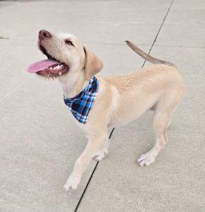 Ross, an adopted mixed breed in Bucyrus, OH image 5/5