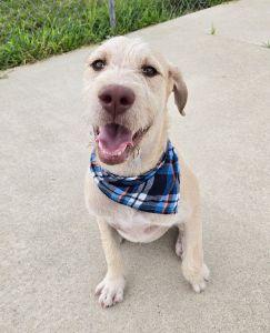Ross, an adopted mixed breed in Bucyrus, OH image 2/5