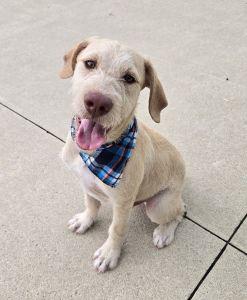 Ross, an adopted mixed breed in Bucyrus, OH image 1/5