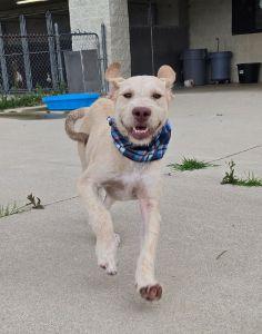 Ross, an adopted mixed breed in Bucyrus, OH image 3/5
