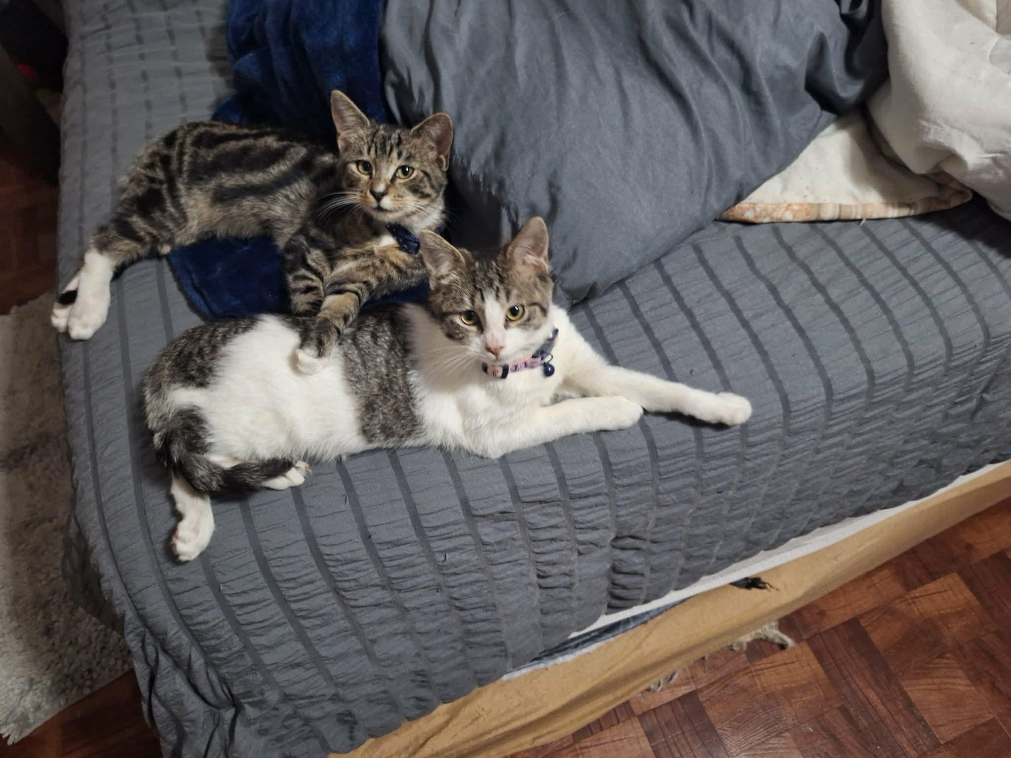 Enlarge Pheboe, an adopted American Shorthair in East Orange, NJ image 4/4