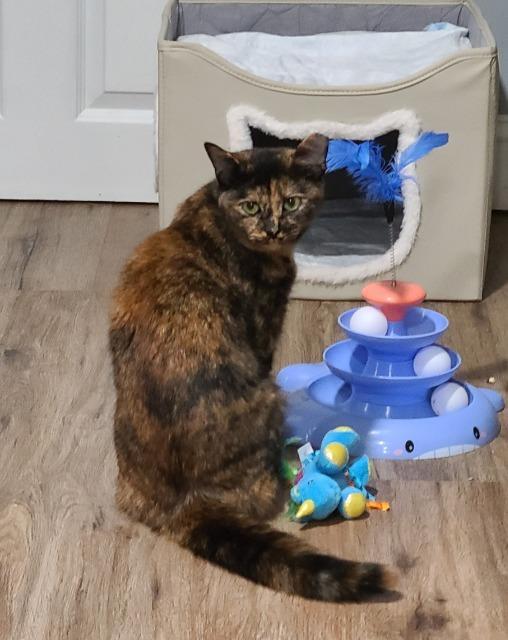 Olives, Adoptable, Young Female Domestic Short Hair.