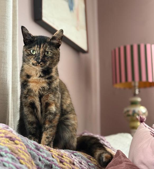 Enlarge Olives, a Adoptable mixed breed in Pawtucket, RI image 2/5