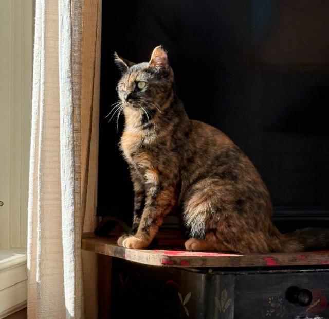 Enlarge Olives, a Adoptable mixed breed in Pawtucket, RI image 4/5