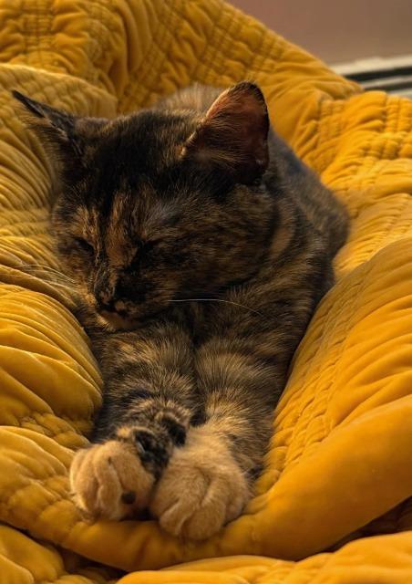 Enlarge Olives, a Adoptable mixed breed in Pawtucket, RI image 5/5