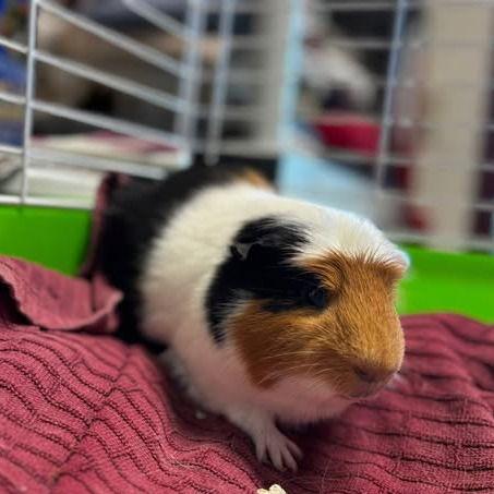 Enlarge Slinky, a Adoptable mixed breed in Rohnert Park, CA image 1/1