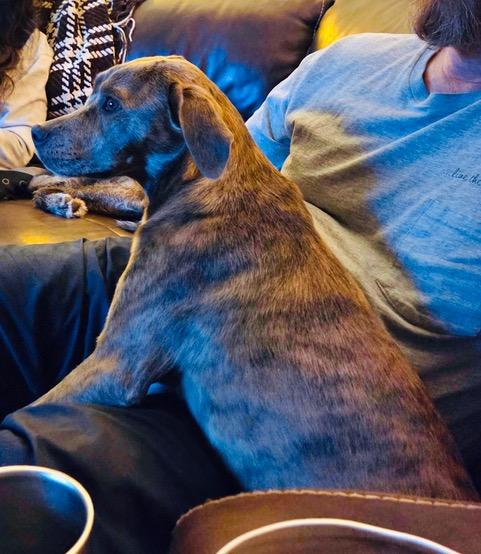 Enlarge Bella, an adopted mixed breed in Franklin, NC image 3/4