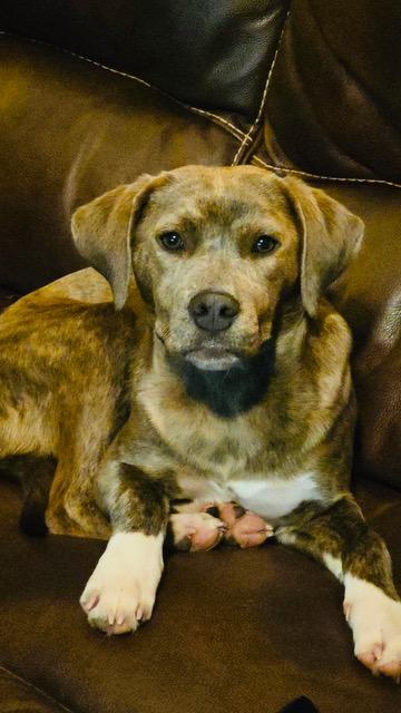 Enlarge Bella, an adopted mixed breed in Franklin, NC image 2/4