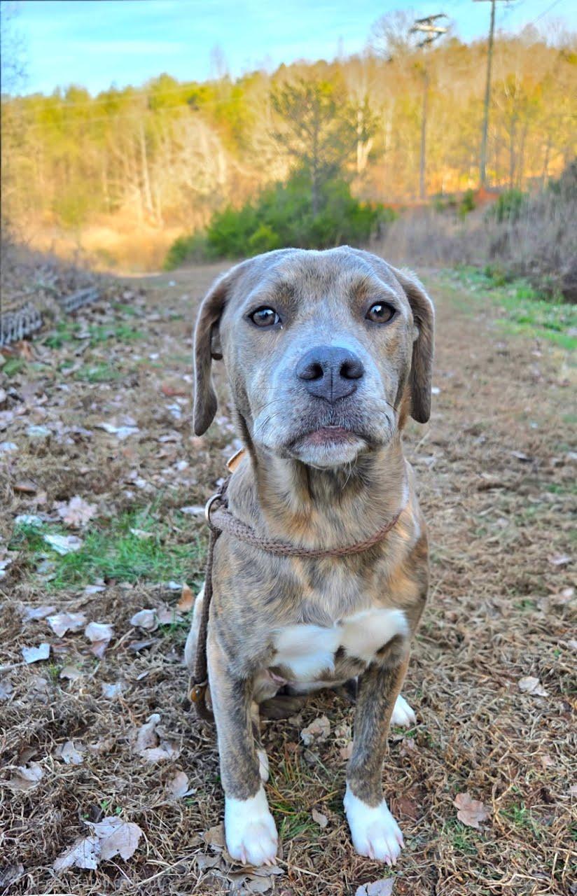 Enlarge Bella, an adopted mixed breed in Franklin, NC image 1/4
