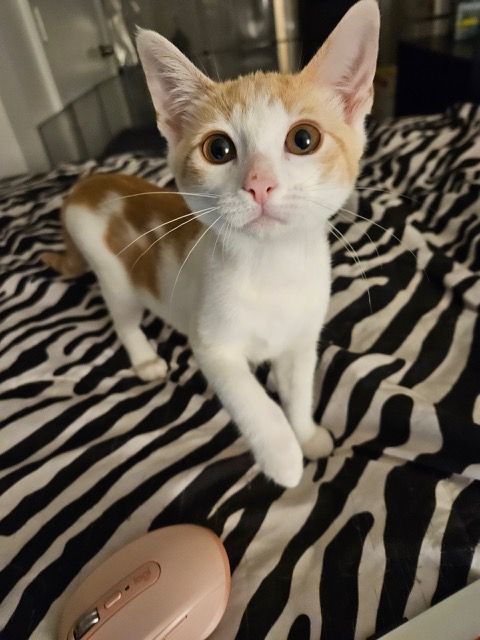 Ray, a Adopted Domestic Short Hair in Florham Park, NJ image 1/3