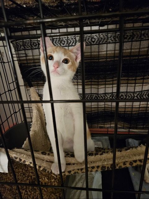 Ray, a Adopted Domestic Short Hair in Florham Park, NJ image 2/3