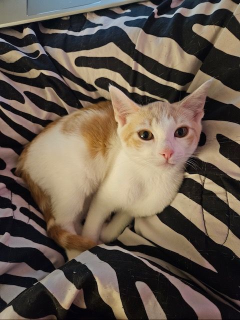 Ray, a Adopted Domestic Short Hair in Florham Park, NJ image 3/3