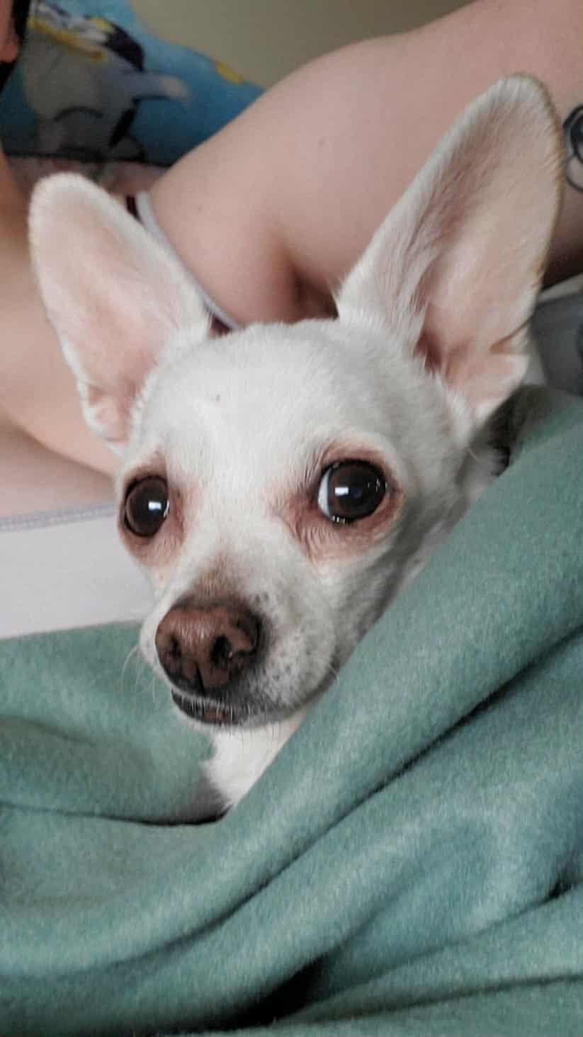 Trixie, Adoptable, Senior Female Chihuahua.