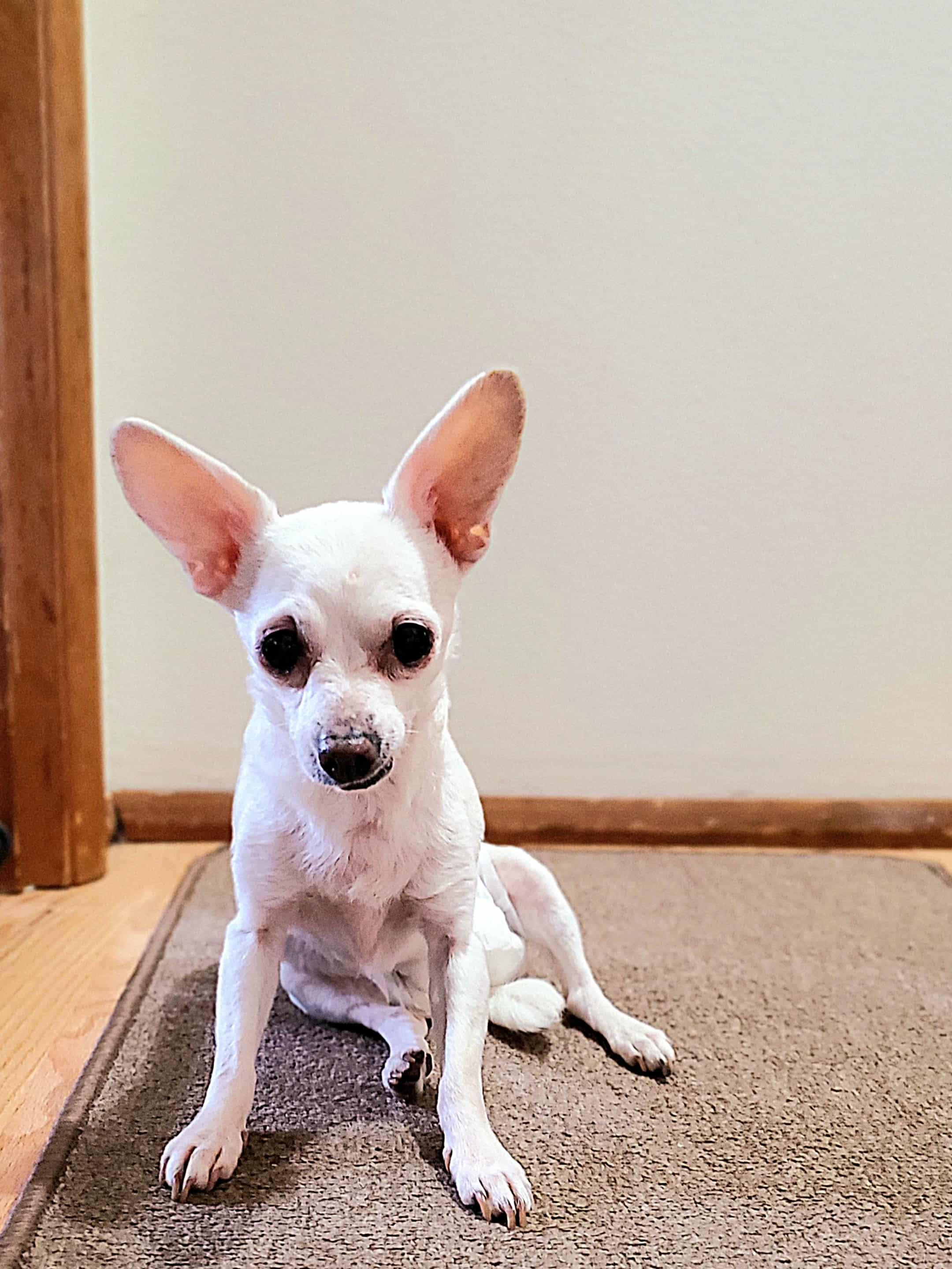 Trixie, a Adoptable mixed breed in Winlock, WA image 2/6