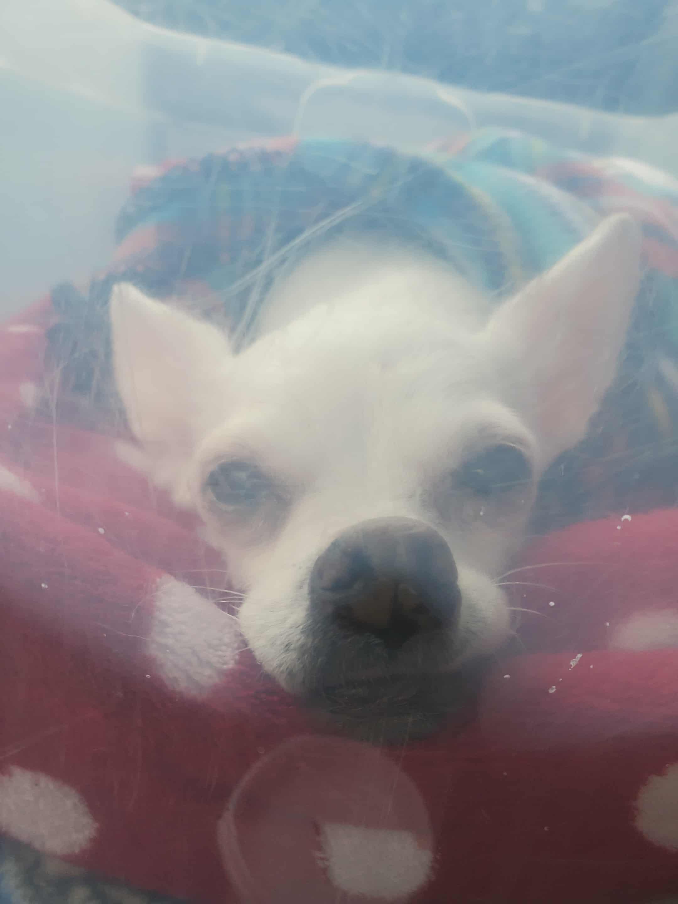 Trixie, a Adoptable mixed breed in Winlock, WA image 4/6